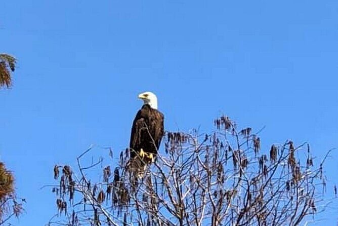 1 Hour Florida Everglades Wildlife Tour - Authentic Experiences from Previous Participants