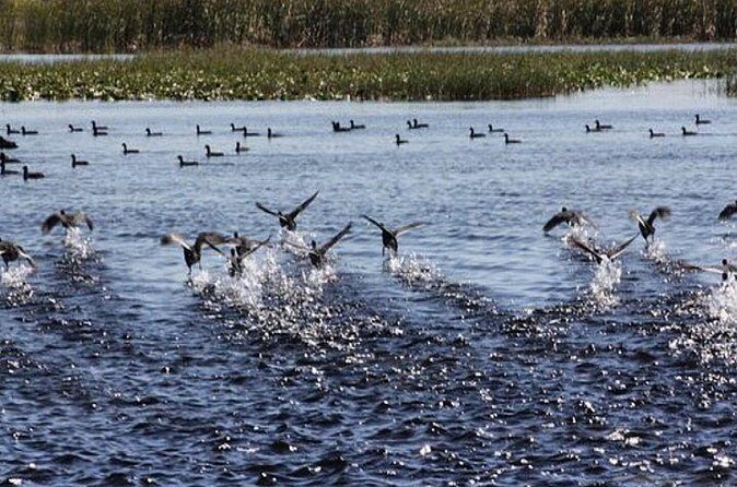 1 Hour Florida Everglades Wildlife Tour - Why You Should Consider This Tour
