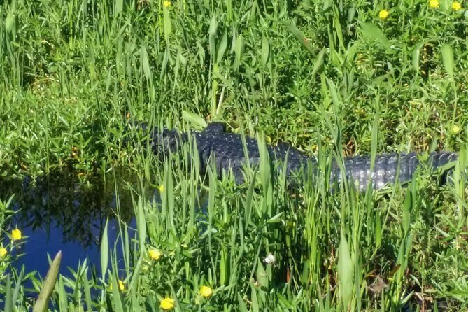 1 Hour Florida Everglades Wildlife Tour - Frequently Asked Questions (FAQs)