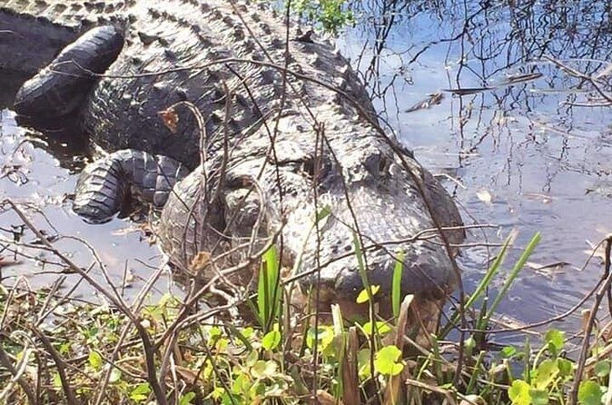 1 Hour Florida Everglades Wildlife Tour - Final Thoughts
