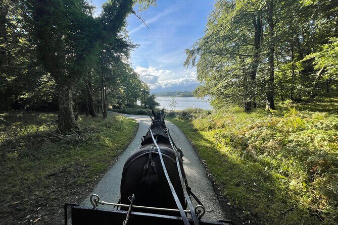 1 Hour Guided Carriage Tour in Killarney National Park - Good To Know