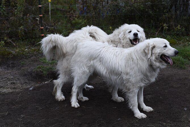 1 Hour Guided Farm Tour in the Adirondacks - FAQ