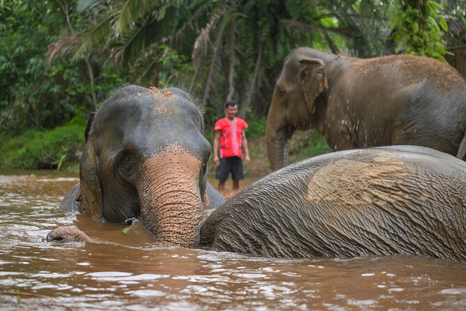 1-Hour Guided Khaolak Elephant Sanctuary Observation Tour - Pricing and Booking Details