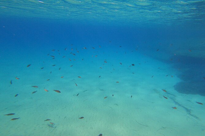 1-Hour Guided Snorkeling Adventure With Go Pro Pictures - What to Expect During the Snorkeling Adventure