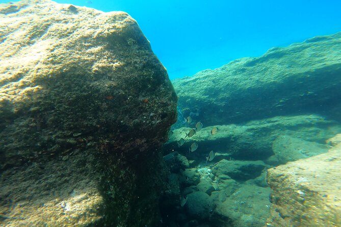 1-Hour Guided Snorkeling Adventure With Go Pro Pictures - Confirmation and Booking Details