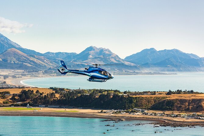 1-Hour Guided Whale Watching Premier Tour in Kaikōura - Tour Highlights