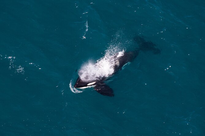 1-Hour Guided Whale Watching Premier Tour in Kaikōura - Whale Watching Experience
