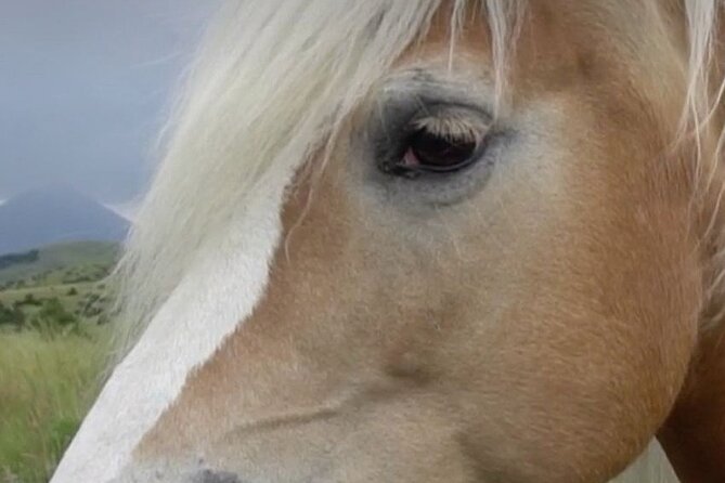 1-Hour Indoor Activity Horsemanship - Activity Overview