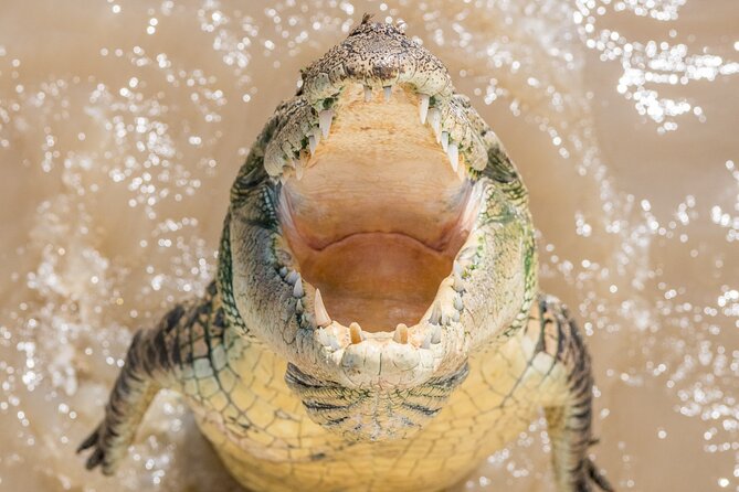 1 Hour Jumping Crocodile Cruise on the Adelaide River - Additional Information