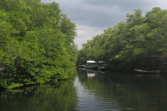 1 Hour Kayaking or Stand Up Paddle Adventure From Lembongan to The Mangrove - Overview of the Mangrove Forest Adventure