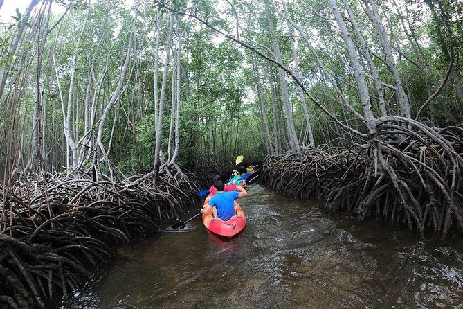 1 Hour Kayaking or Stand Up Paddle Adventure From Lembongan to The Mangrove - Package Inclusions and Transportation Details