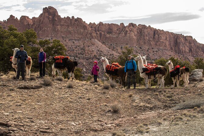 1-Hour Llama Hike Family Friendly and Fun - What Past Participants Say