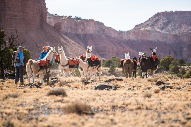 1-Hour Llama Hike Family Friendly and Fun - Who Should Consider This Experience?