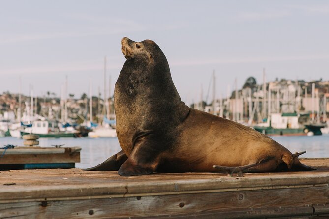 1 HOUR Pedal Boat Day Rental or Glow Boat in San Diego-Check Time - Safety Instructions and Tips