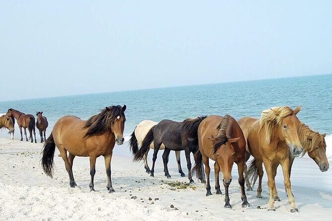 1-Hour Private Party Assateague Island Pony Cruise in Ocean City - Good To Know
