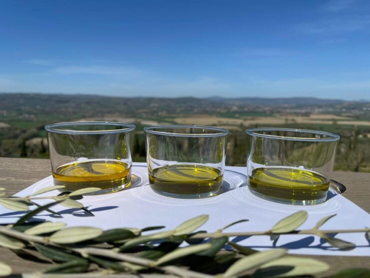 1-Hour Private Tour of the Oil Mill With Tasting - Experience Highlights