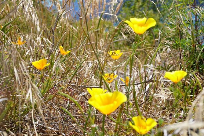 1-Hour Ruby Island Cruise and Walk From Wanaka - Common Questions