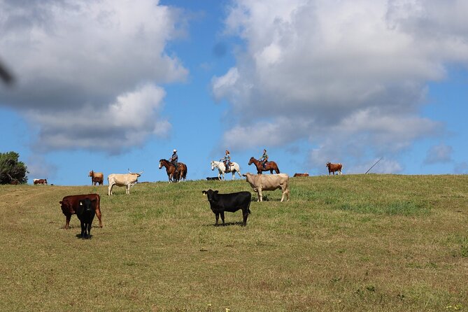 1 Hour Scenic Horseback Ride - Cancellation Policy