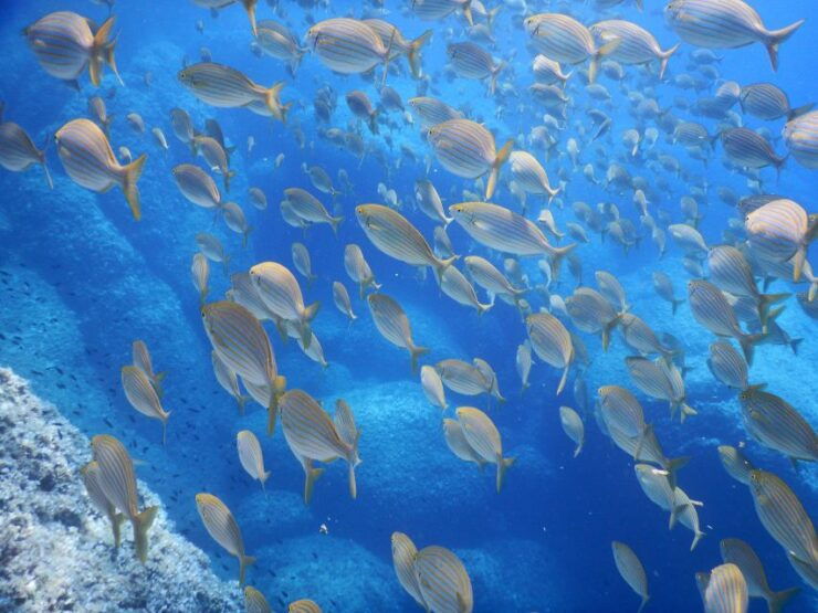 1-Hour Snorkeling Tour in Paraggi Bay, Portofino - Activity Details