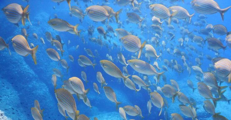 1-Hour Snorkeling Tour in Paraggi Bay, Portofino - Full Description