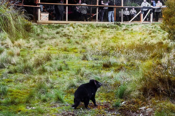 1-Hour Tasmanian Devil Feeding Day Tour at Cradle Mountain - Traveler Photos and Reviews