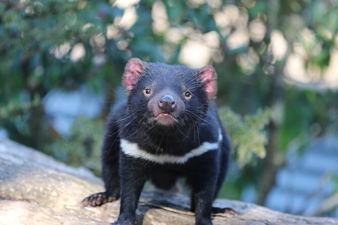 1-Hour Tasmanian Devil Feeding Day Tour at Cradle Mountain - Directions to Devils@Cradle