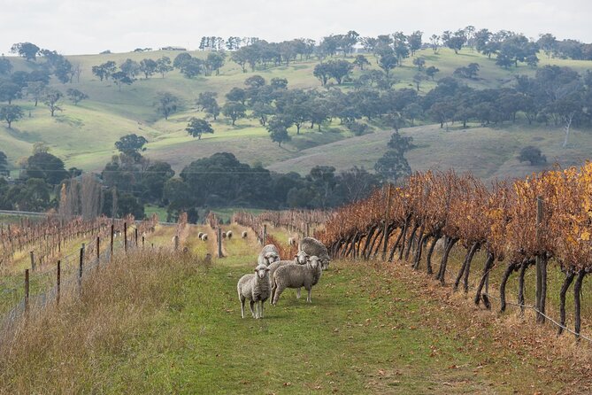 1 Hour Wine Tasting at Ross Hill Wines in Orange NSW - Overview and Logistics