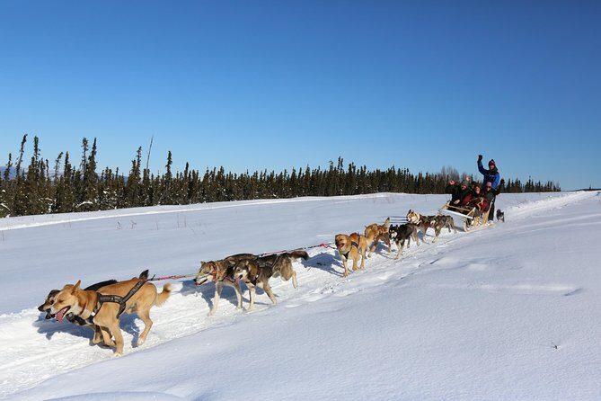 1 hour Winter Dog Sledding in Fairbanks - Good To Know