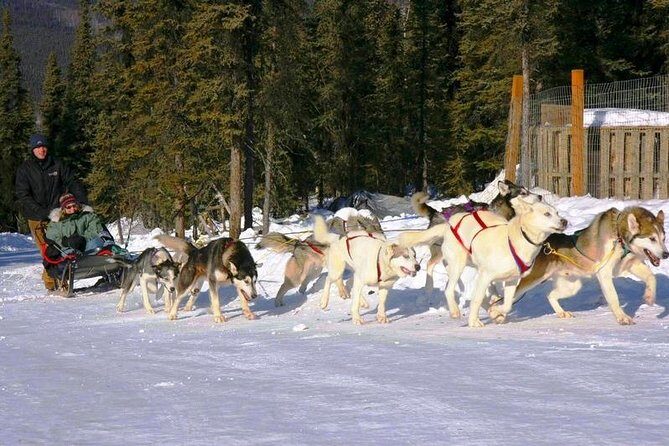 1 hour Winter Dog Sledding in Fairbanks - What to Expect from the Tour