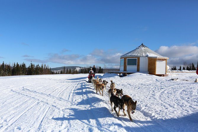 1 hour Winter Dog Sledding in Fairbanks - Who Is This Tour Best For?