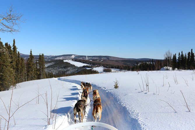 1-Hr. Dog Sledding Tour in Fairbanks (Without Transportation) - Tour Details and Pricing