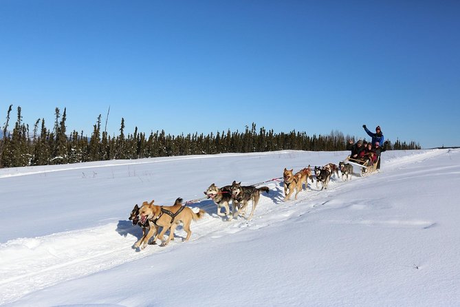 1-Hr. Dog Sledding Tour in Fairbanks (Without Transportation) - Meeting and Pickup Information