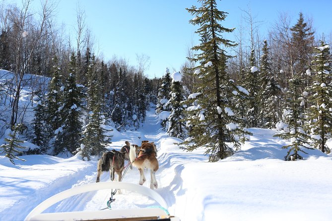 1-Hr. Dog Sledding Tour in Fairbanks (Without Transportation) - Tour Requirements and Restrictions