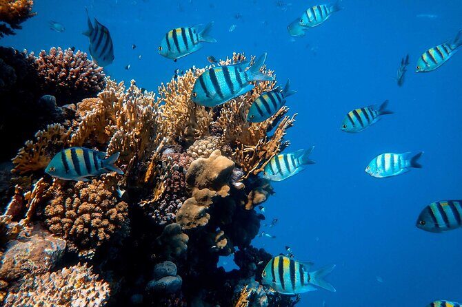 1 hr Reef Explorer in Port Vila harbour, Vanuatu - Final Thoughts