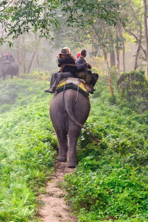 1 Night 2 Day Chitwan Safari Tour Pokhara - Key Points