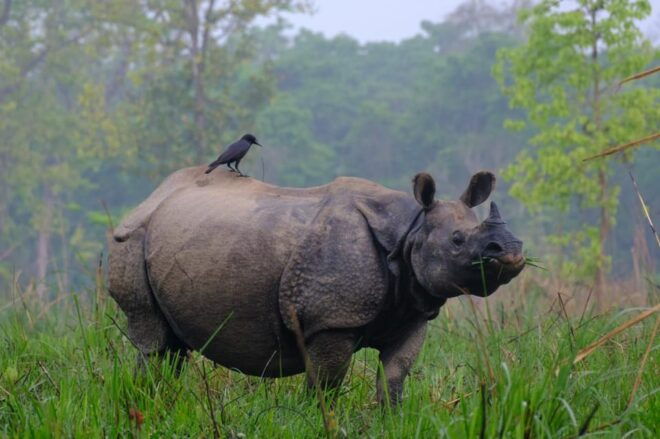 1 Night 2 Day Chitwan Safari Tour Pokhara - Day 1 Highlights
