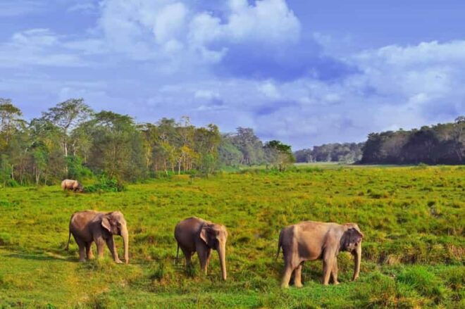 1 Night 2 Day Chitwan Safari Tour Pokhara - Wildlife Experience