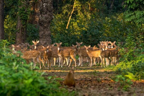 1 Night 2 Day Chitwan Safari Tour Pokhara - Cultural Engagement