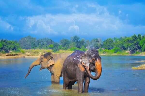 1 Night 2 Day Chitwan Safari Tour Pokhara - Questions You May Have