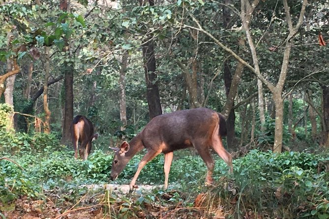 1 Night 2 Days Chitwan Jungle Safari Tour From Kathmandu - The Sum Up