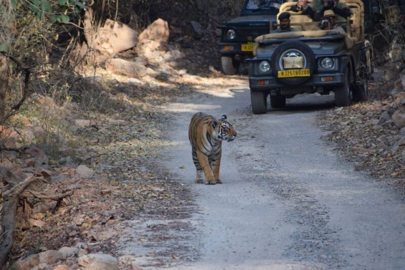 1 Night 2 Days Ranthambhore WildLife Tour From Jaipur - Good To Know