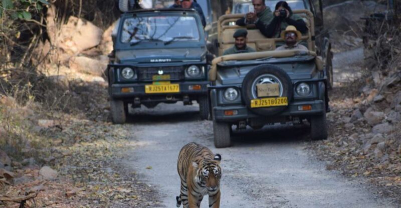 1 Night 2 Days Ranthambhore WildLife Tour From Jaipur - The Next Day: Early Morning Safari and Return to Jaipur