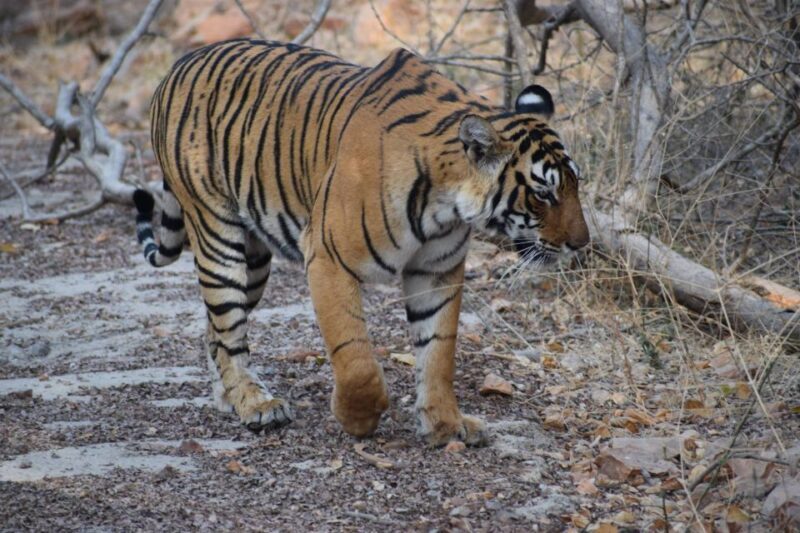 1 Night 2 Days Ranthambhore WildLife Tour From Jaipur - Introduction
