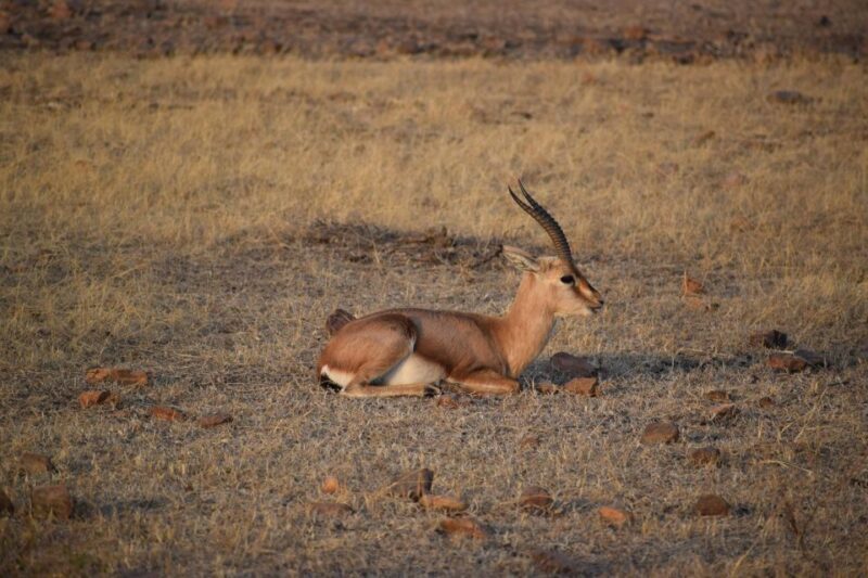 1 Night 2 Days Ranthambhore WildLife Tour From Jaipur - FAQs