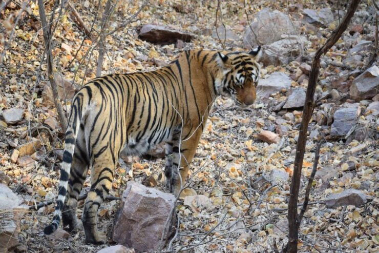 1 Night 2 Days Ranthambhore WildLife Tour From Jaipur - Safari Vehicles