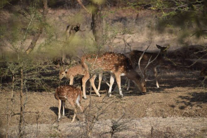 1 Night 2 Days Ranthambhore WildLife Tour From Jaipur - Directions for the Tour