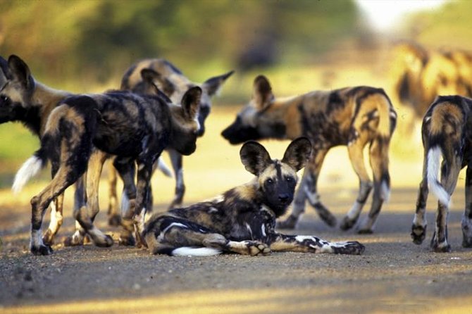 1 Night Hwange National Park Camping - Good To Know