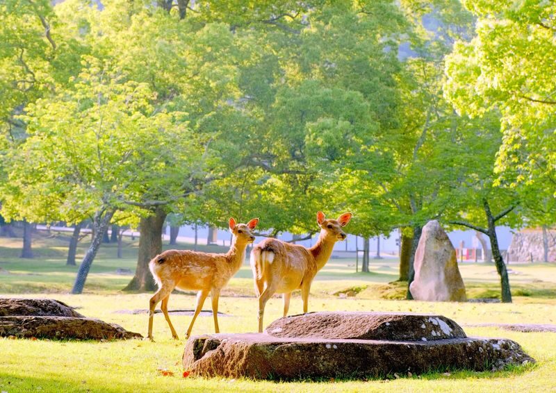 1 Person Group: Meet adorable deer, stroll through ancient capitals: Kyoto, Nara, Osaka Kansai classic panoramic one-day tour - Who should book this tour