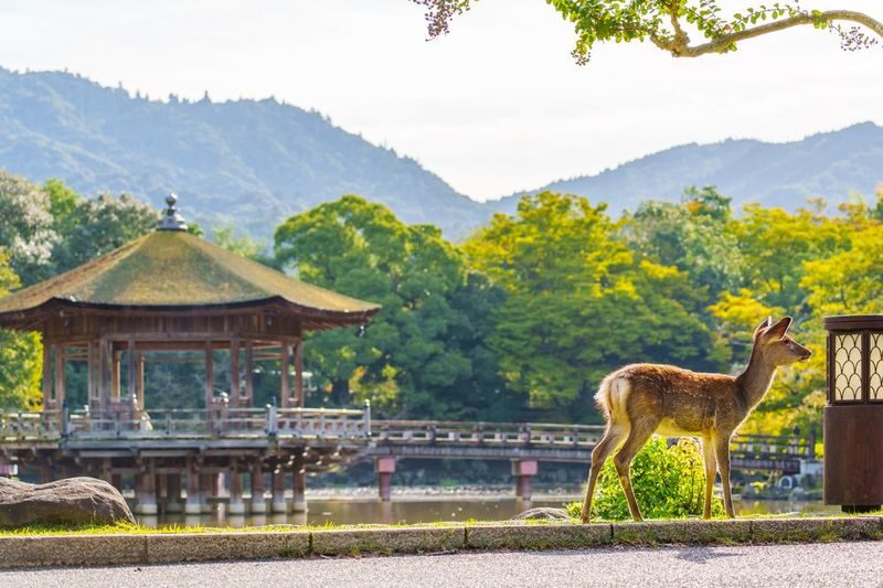 1 Person Group: Meet adorable deer, stroll through ancient capitals: Kyoto, Nara, Osaka Kansai classic panoramic one-day tour - Should you book it?