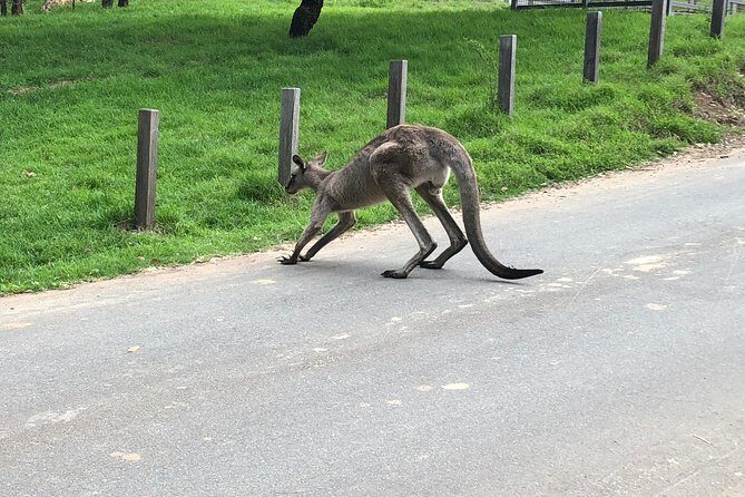 #1 Private Blue Mountains Tour by authentic story telling locals - The Value of a Private, Small-Group Tour